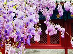 -北京国子监胡同