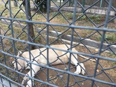-五龙山野生动物王国