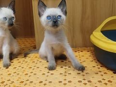 -欣宠猫屋·矮脚拿破仑·蓝金金渐层