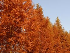-桃花岛公园
