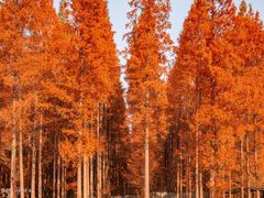 -黄海国家森林公园