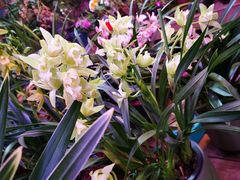 -花鸟鱼虫鲜花绿植市场(玉泉路店)
