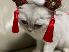 -达爱动物医院·犬猫分区·CT·复杂眼科(远洋山水分院)