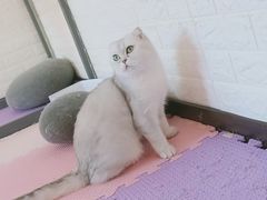 -MOYOYO猫咪咖啡店