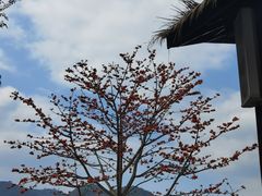 -海南霸王岭国家森林公园