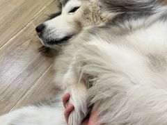 -李小姐の猫咖啡馆(五角场店)