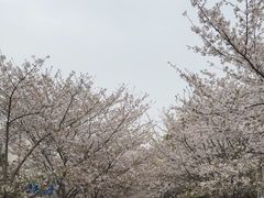 -高东镇樱花园