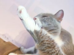 -我爱猫咪·猫咖·狗咖·安哥拉兔·羊驼咖(小寨华旗店)