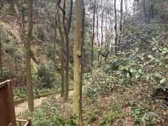 -缙云山景区