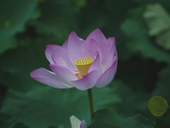 -金山公园