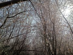 -桃花堤公园
