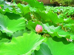 -陈家山荷花公园