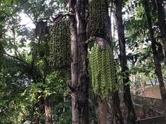 景点-清迈夜间动物园