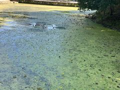 -长白岛森林公园