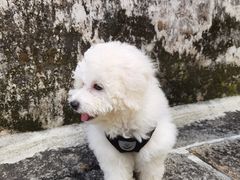 -玫瑰小镇