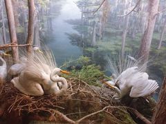 -美国自然历史博物馆