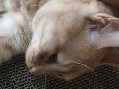 -嘉馨宠物医院·CT影像转诊·心脏科·犬猫全科诊疗中心(下沙大学城院区)