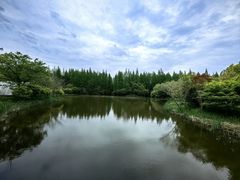 -东平国家森林公园