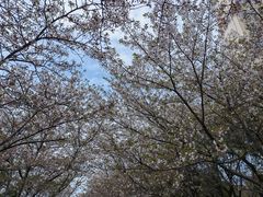 -高东镇樱花园