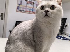 -宠颐生动物医院·猫科·心脏科(海口分院)