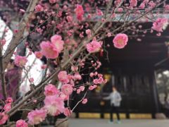 -望江楼公园