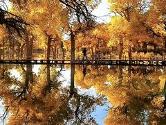 -金塔沙漠胡杨林景区