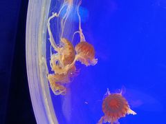 -上海海洋水族馆