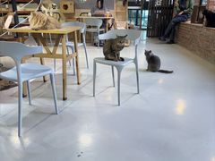 -豆逗聊愈猫阁Easy Life
