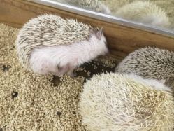 -未来动物城主题公园(正弘城店)