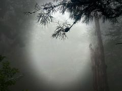 -天目山大树王景区