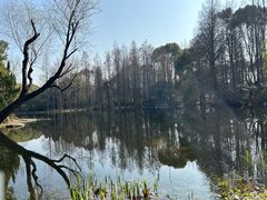 -上海滨江森林公园