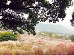 -香雪海