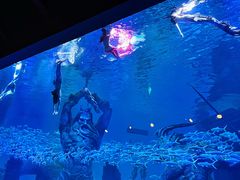 -哈尔滨波塞冬海底世界