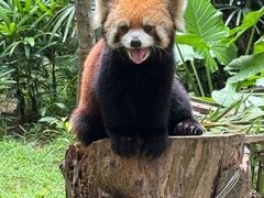-深圳野生动物园