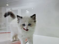 -青奢宠物·青奢猫舍