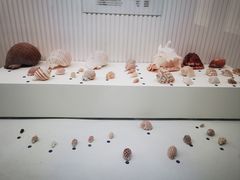 -青岛贝壳博物馆
