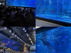 -烟台海昌鲸鲨海洋公园