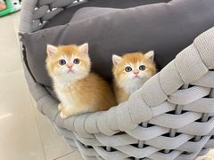 -lincat·猫舍(广州店)