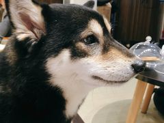 -逗柴咖啡屋·狗咖猫咖宠物桌游