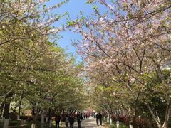 -高东镇樱花园