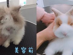 美容图-BABYDOG宝贝狗宠物乐园(欧洲城店)