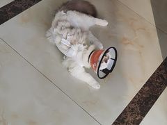 -关爱宠物医院·猫科中心·消化科(滨湖万达分院)