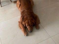 -关爱宠物医院·猫科中心·消化科(滨湖万达分院)