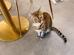 -飞行喵MR PILOT|猫舍·猫咖(静安大融城店)