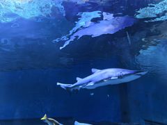 -海合安武汉极地海洋公园