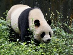 -中国大熊猫保护研究中心雅安碧峰峡基地