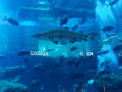 -迪拜水族馆及水下动物园