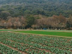 -八卦田遗址公园