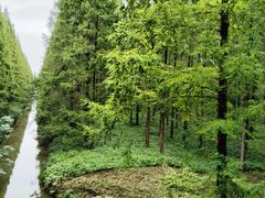 -黄海国家森林公园