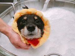 -電力宠物公司(武定路店)